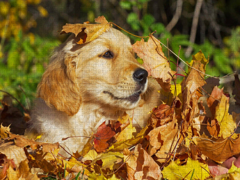 Herbstfarben - CALVENDO Foto-Puzzle'