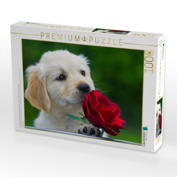 Ein Motiv aus dem Kalender Goldige Herzensbrecher - Golden Retriever Welpen - CALVENDO Foto-Puzzle'