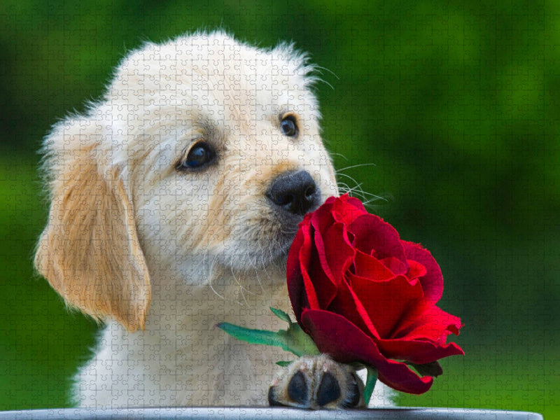 Ein Motiv aus dem Kalender Goldige Herzensbrecher - Golden Retriever Welpen - CALVENDO Foto-Puzzle'