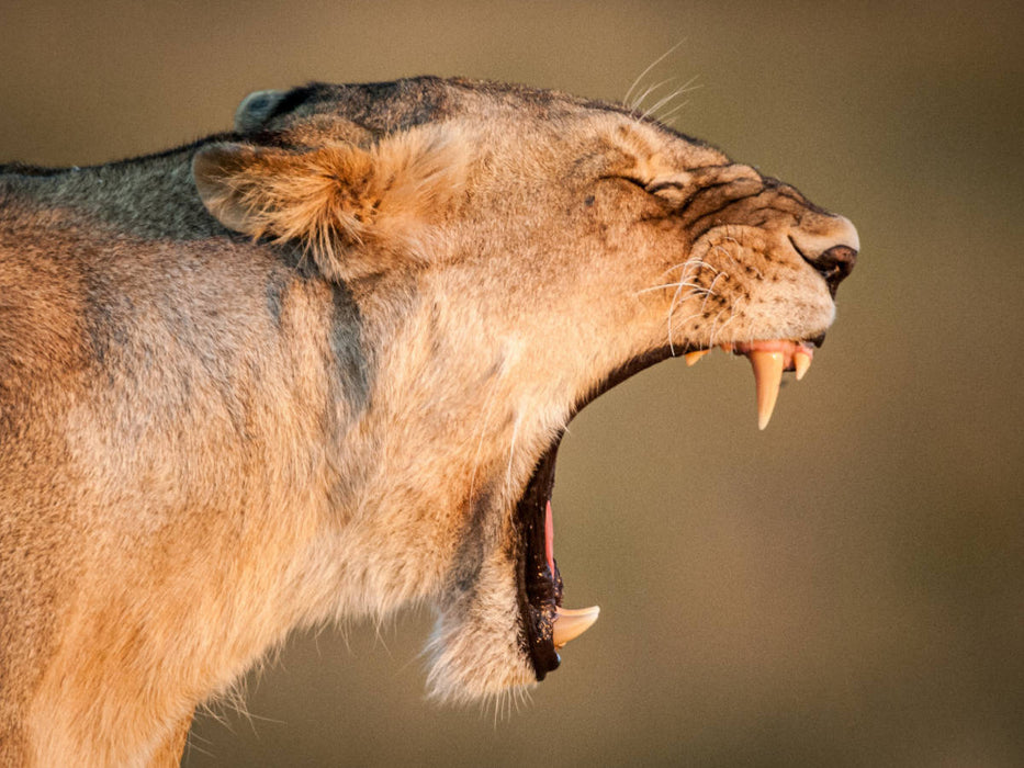 Gähnende Löwin in der Masai Mara in Kenia. - CALVENDO Foto-Puzzle'