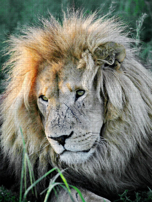 Braunes Löwen Männchen. Ein Motiv aus dem Kalender "BIG CATS Fazinierende Nah-Portraits" - CALVENDO Foto-Puzzle'
