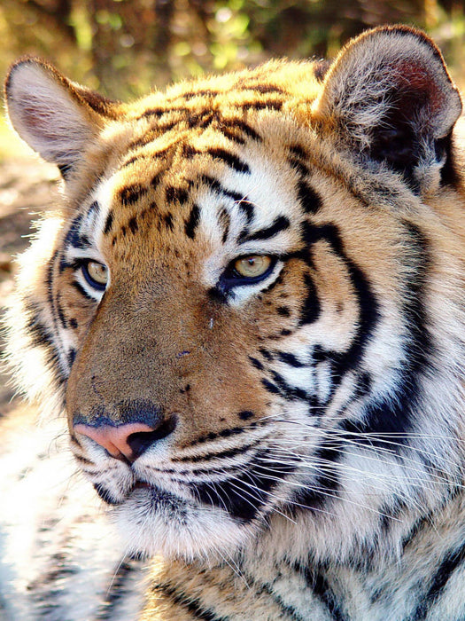 Tiger Portrait. Ein Motiv aus dem Kalender BIG CATS Fazinierende Nah-Portraits - CALVENDO Foto-Puzzle'