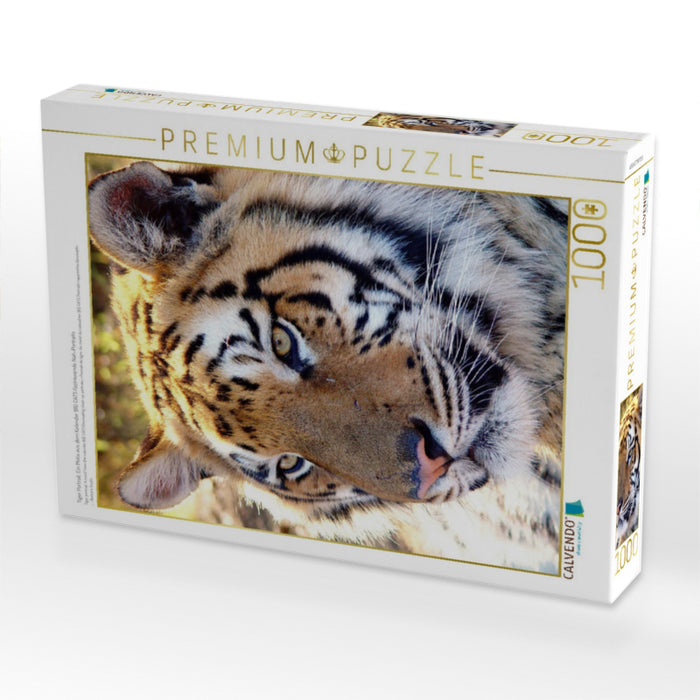 Tiger Portrait. Ein Motiv aus dem Kalender BIG CATS Fazinierende Nah-Portraits - CALVENDO Foto-Puzzle'