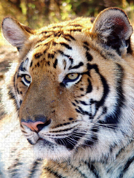 Tiger Portrait. Ein Motiv aus dem Kalender BIG CATS Fazinierende Nah-Portraits - CALVENDO Foto-Puzzle'