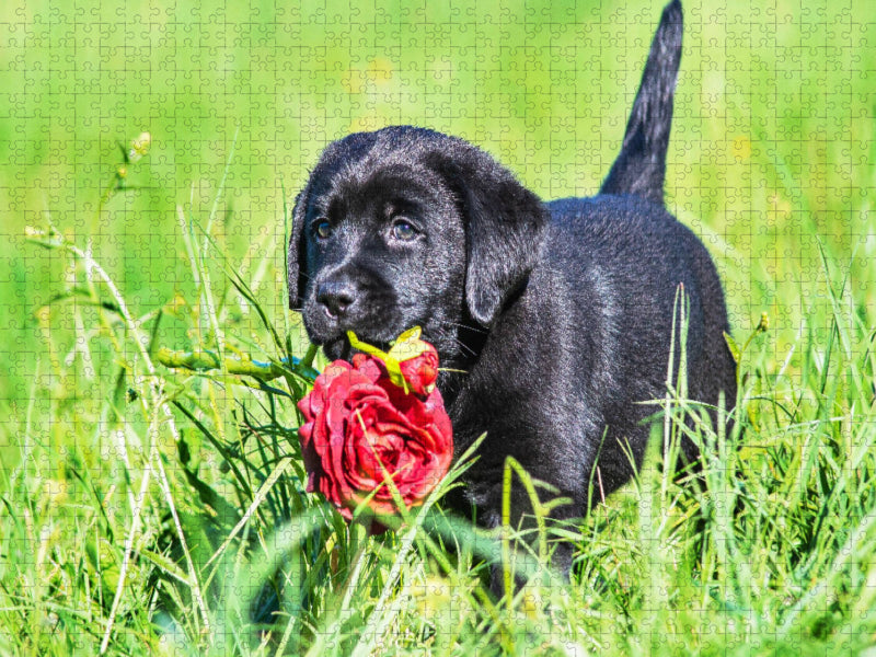 Der Blumendienst ist unterwegs - CALVENDO Foto-Puzzle'