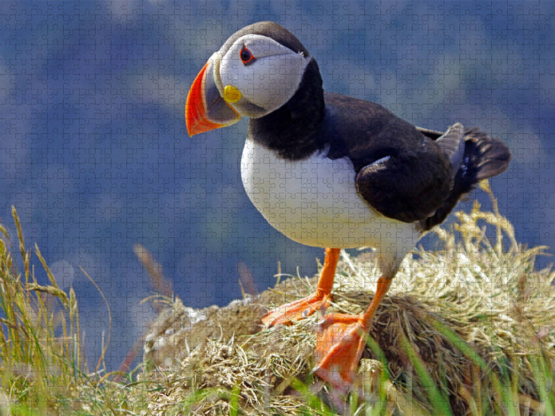 Papageitaucher sind entlang der Küsten Norwegens und Islands heimisch - CALVENDO Foto-Puzzle'