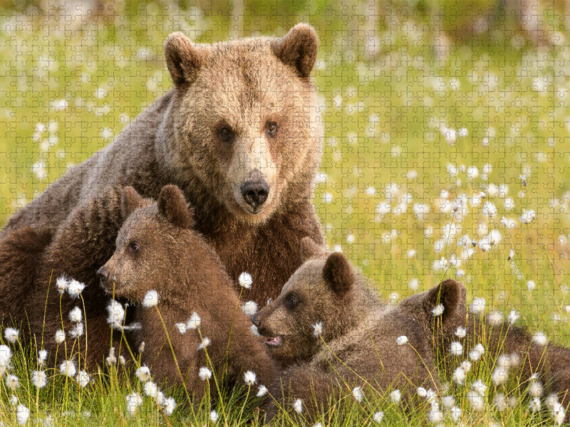 Bärenfamilie - Finnland - CALVENDO Foto-Puzzle'