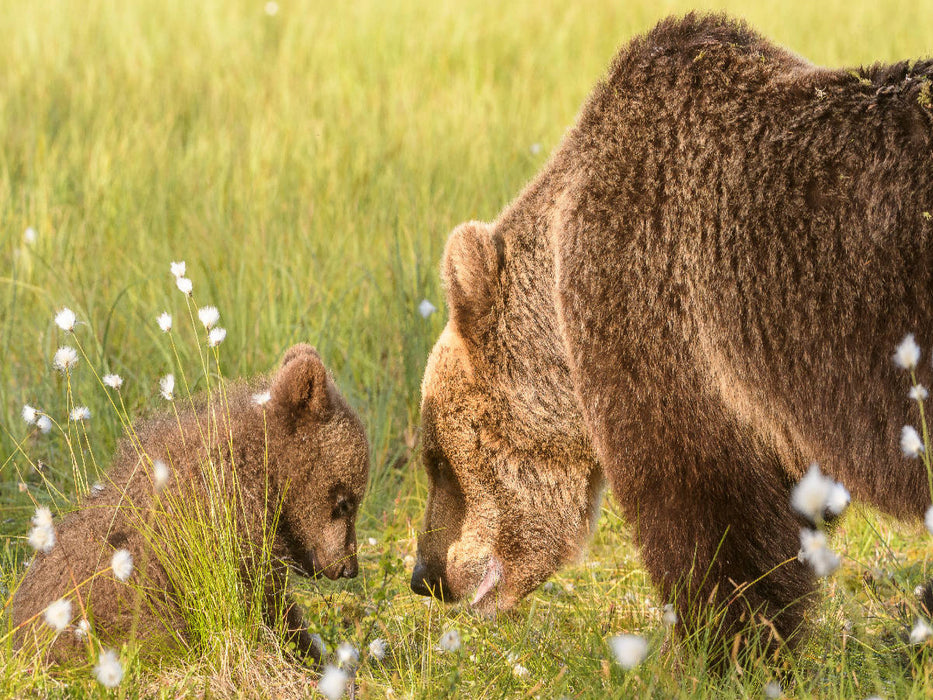 "Bärengespräch" - Finnland - CALVENDO Foto-Puzzle'