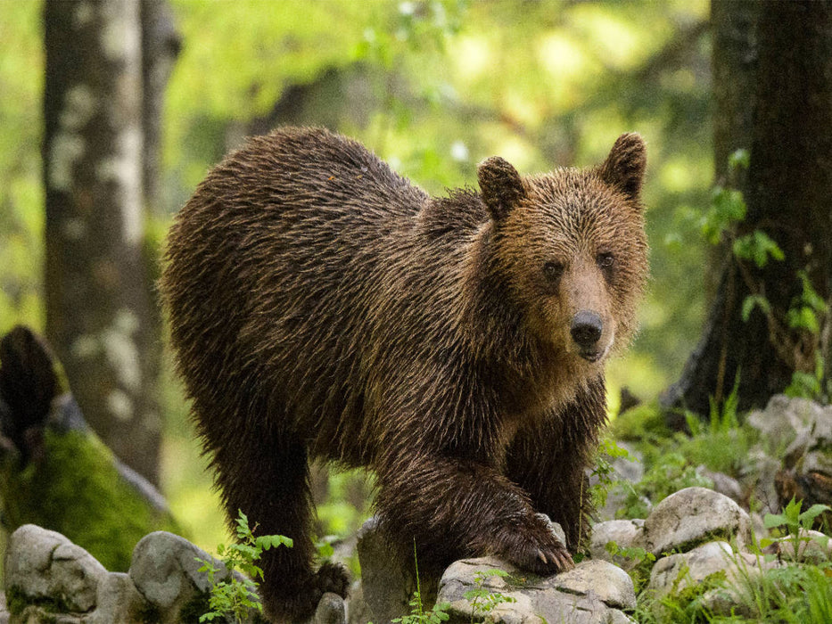 Braunbär - Slowenien - CALVENDO Foto-Puzzle'