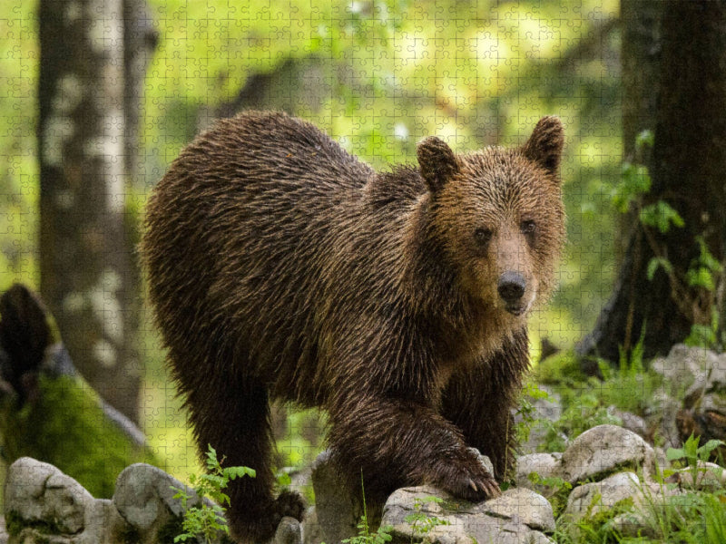 Braunbär - Slowenien - CALVENDO Foto-Puzzle'