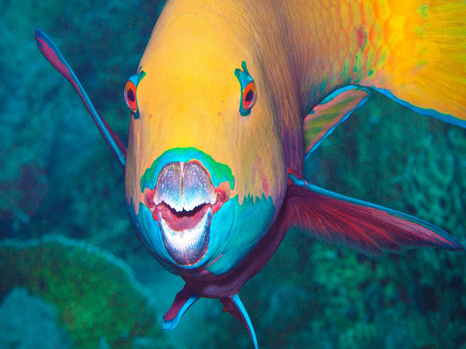 Dieser Papageifisch scheint zu fragen: Bin ich schön? - CALVENDO Foto-Puzzle'
