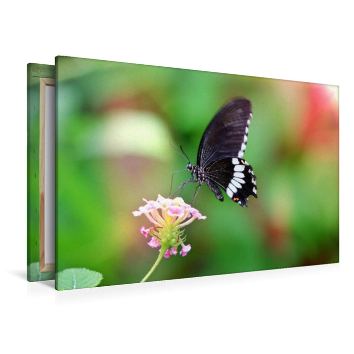 Premium Textil-Leinwand Papilio polytes - Kleiner Mormone