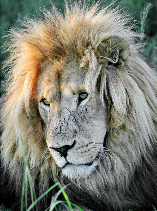 Braunes Löwen Männchen. Ein Motiv aus dem Kalender "BIG CATS Fazinierende Nah-Portraits" 2000 Teile Puzzle hoch - CALVENDO Foto-Puzzle'