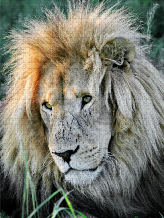 Braunes Löwen Männchen. Ein Motiv aus dem Kalender "BIG CATS Fazinierende Nah-Portraits" 2000 Teile Puzzle hoch - CALVENDO Foto-Puzzle'
