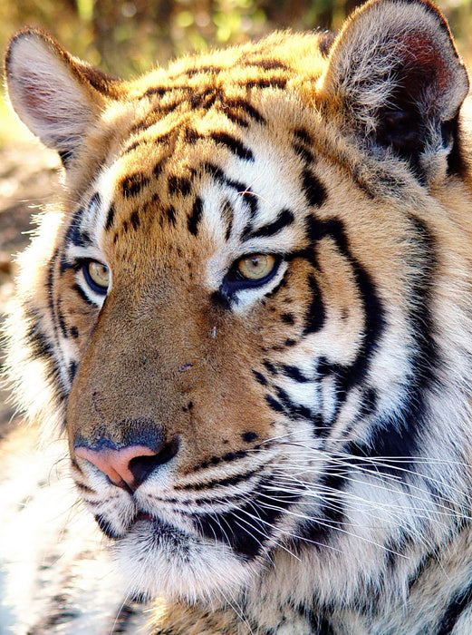 Tiger Portrait. Ein Motiv aus dem Kalender BIG CATS Fazinierende Nah-Portraits 2000 Teile Puzzle hoch - CALVENDO Foto-Puzzle'