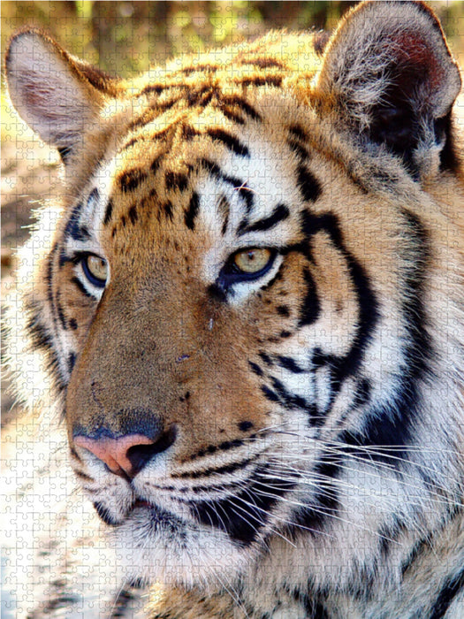 Tiger Portrait. Ein Motiv aus dem Kalender BIG CATS Fazinierende Nah-Portraits 2000 Teile Puzzle hoch - CALVENDO Foto-Puzzle'