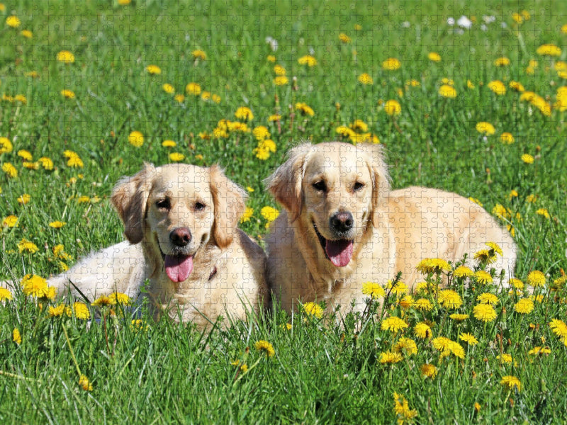 Golden Retriever im Frühling - CALVENDO Foto-Puzzle'
