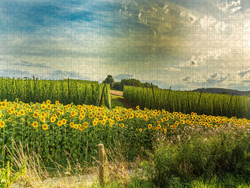 Typisches Landschaftsbild in der Holledau, auch Hallertau genannt, zwischen Wolnzach und Geisenhausen. - CALVENDO Foto-Puzzle'