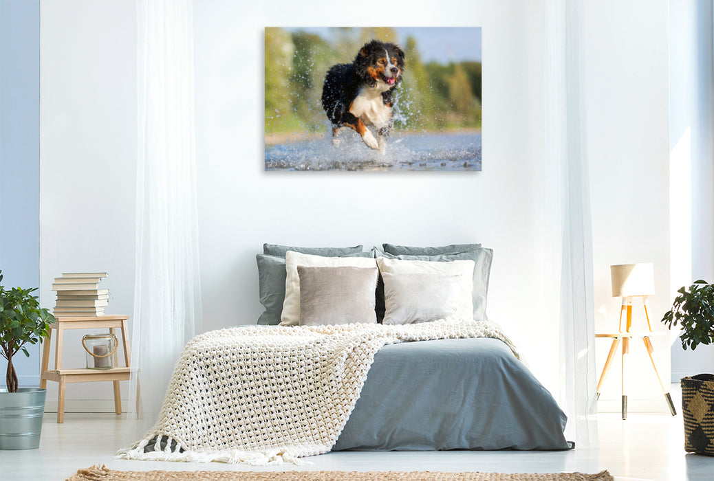 Premium Textil-Leinwand Premium Textil-Leinwand 120 cm x 80 cm quer Australian Shepherd rennt durchs Wasser