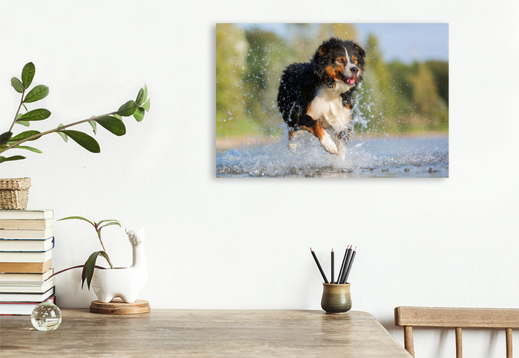 Premium Textil-Leinwand Premium Textil-Leinwand 120 cm x 80 cm quer Australian Shepherd rennt durchs Wasser