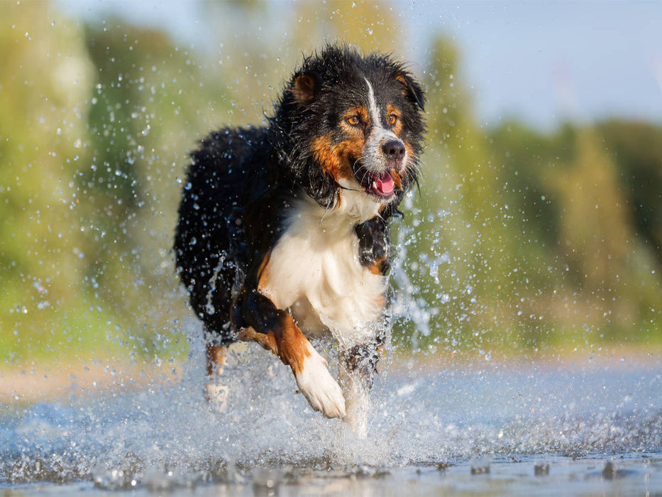 Australian Shepherd rennt durchs Wasser - CALVENDO Foto-Puzzle'