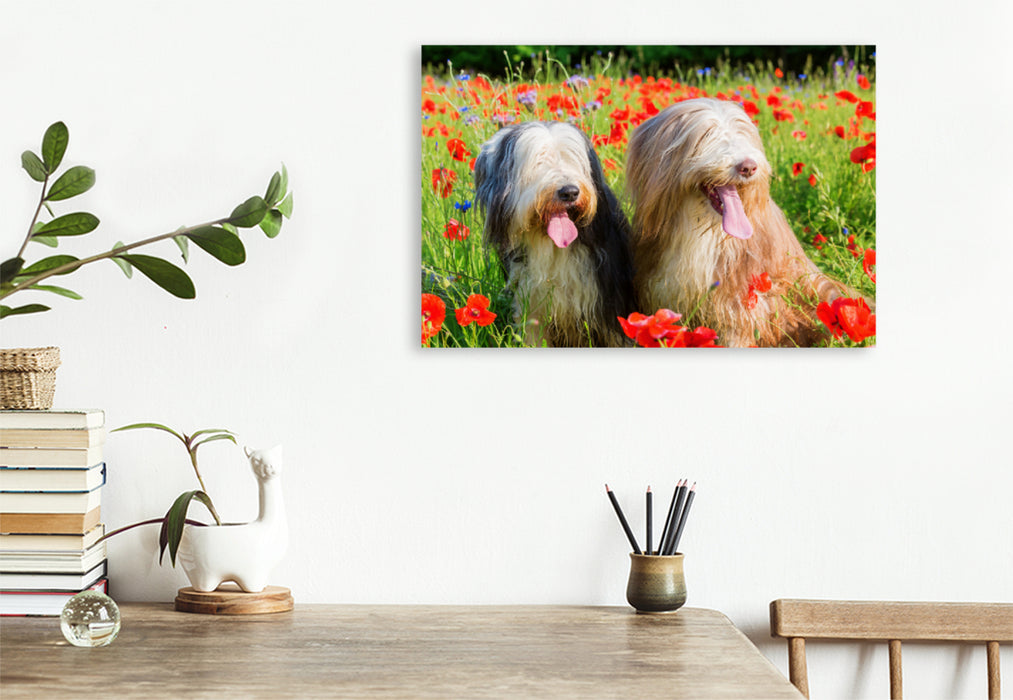 Premium Textil-Leinwand Premium Textil-Leinwand 120 cm x 80 cm quer Bearded Collies im Mohn