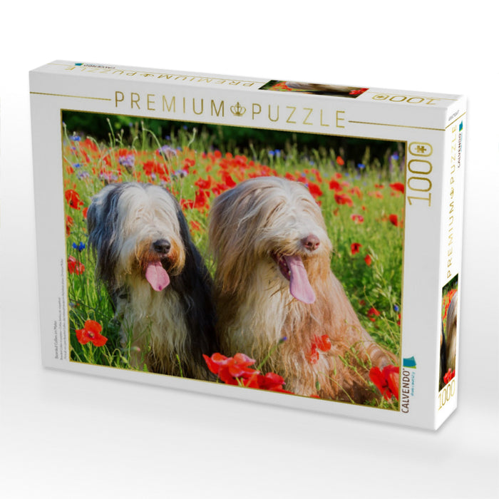 Bearded Collies im Mohn - CALVENDO Foto-Puzzle'