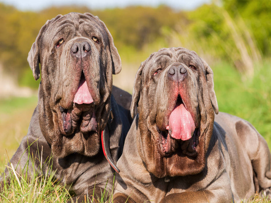 Zwei Mastino Napoletano - CALVENDO Foto-Puzzle'