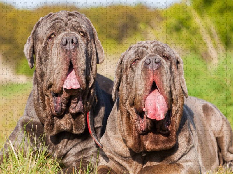 Zwei Mastino Napoletano - CALVENDO Foto-Puzzle'