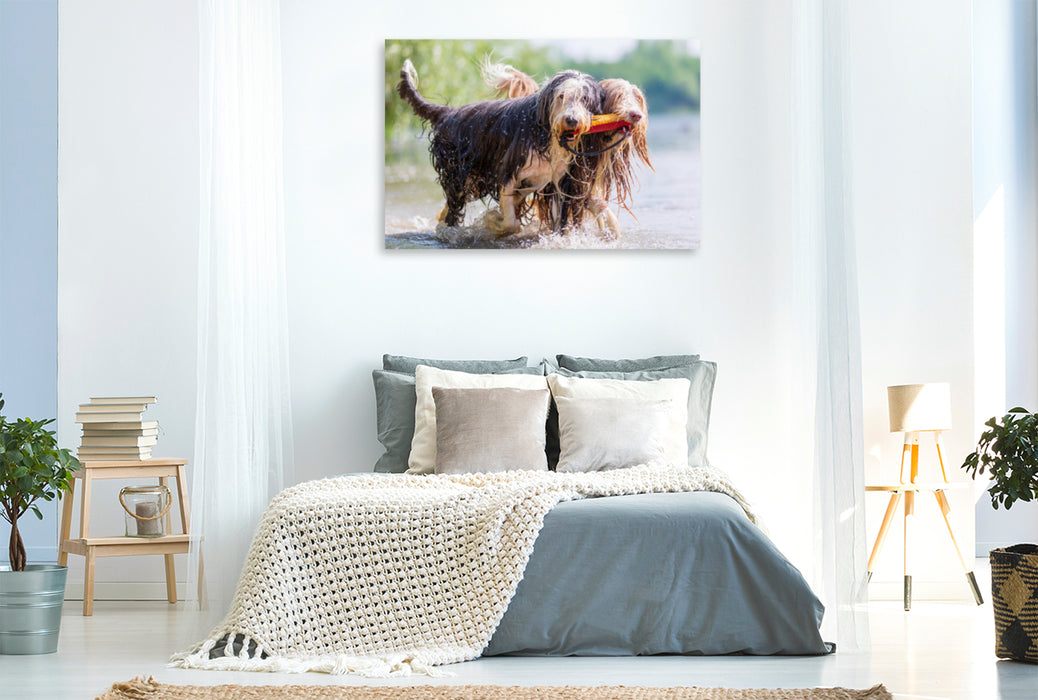 Premium Textil-Leinwand Premium Textil-Leinwand 120 cm x 80 cm quer Zwei Bearded Collies im Wasser