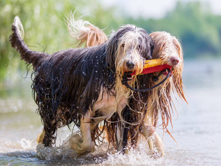 Zwei Bearded Collies im Wasser - CALVENDO Foto-Puzzle'