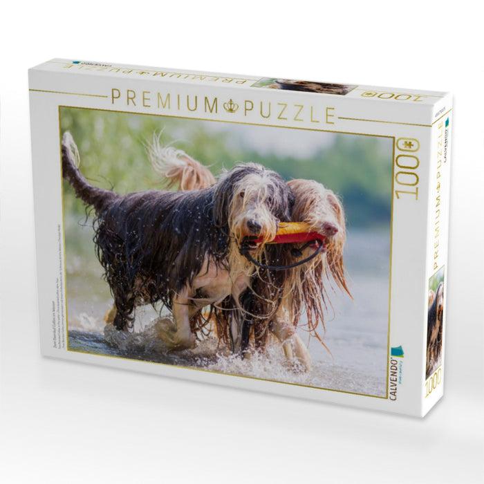 Zwei Bearded Collies im Wasser - CALVENDO Foto-Puzzle'