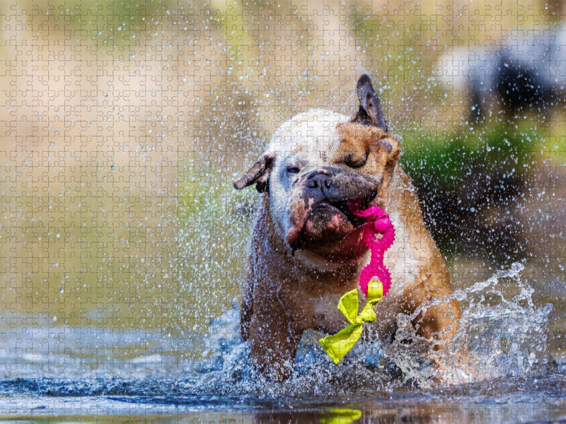 Englische Bulldogge im Wasser - CALVENDO Foto-Puzzle'