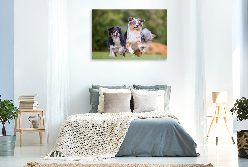 Premium Textil-Leinwand Premium Textil-Leinwand 120 cm x 80 cm quer zwei Australian Shepherd in Action