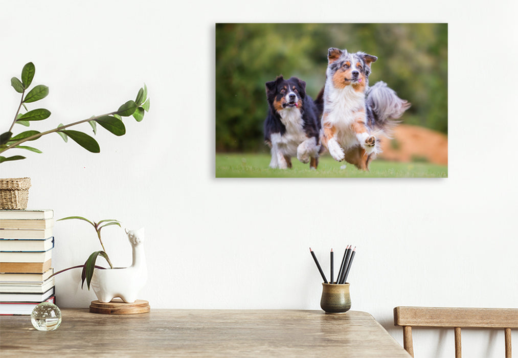 Premium Textil-Leinwand Premium Textil-Leinwand 120 cm x 80 cm quer zwei Australian Shepherd in Action