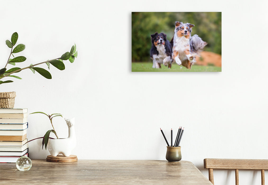 Premium Textil-Leinwand Premium Textil-Leinwand 120 cm x 80 cm quer zwei Australian Shepherd in Action