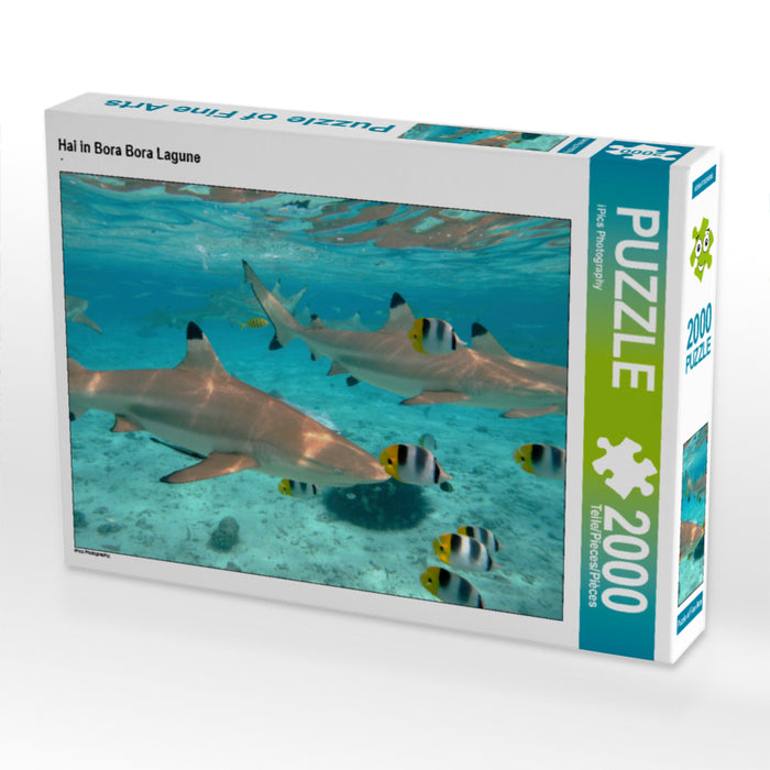 Shark in Bora Bora Lagoon - CALVENDO photo puzzle 