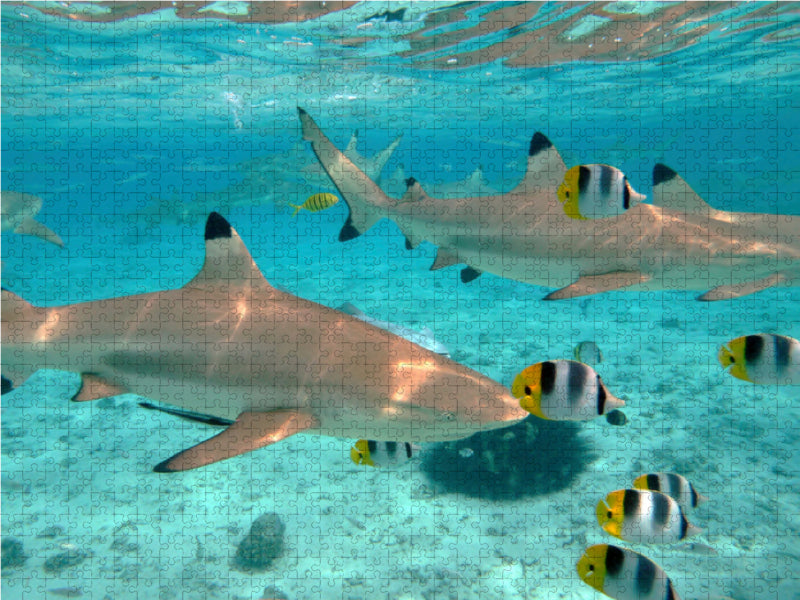 Shark in Bora Bora Lagoon - CALVENDO photo puzzle 