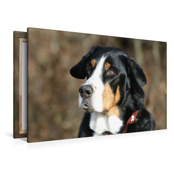 Premium Textil-Leinwand Großer Schweizer Sennenhund