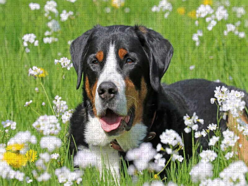 Großer Schweizer Sennenhund auf der Blumenwiese - CALVENDO Foto-Puzzle'