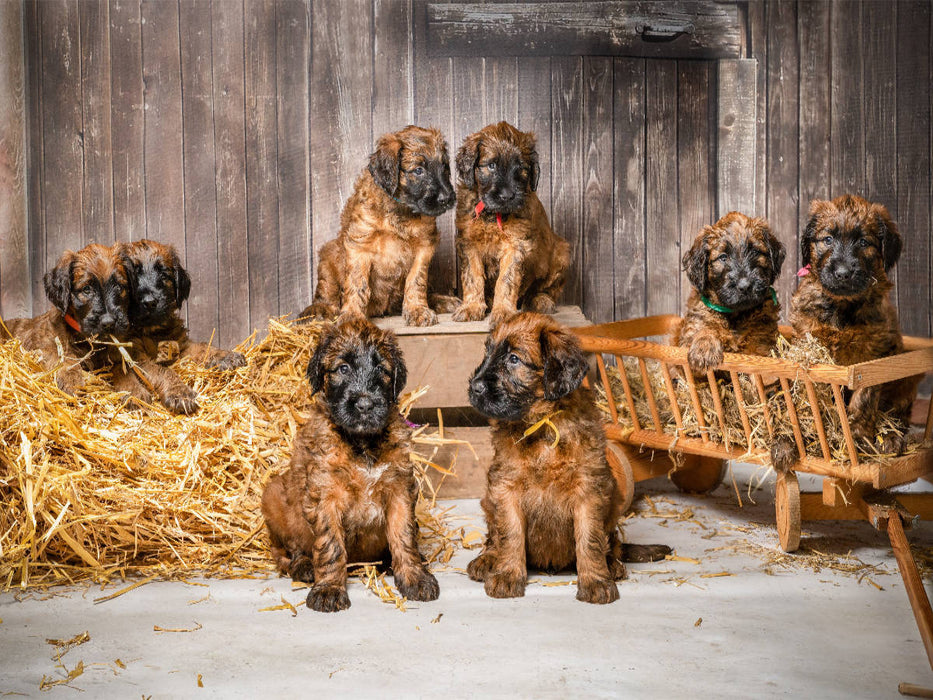 Scheunenfest - CALVENDO Foto-Puzzle'