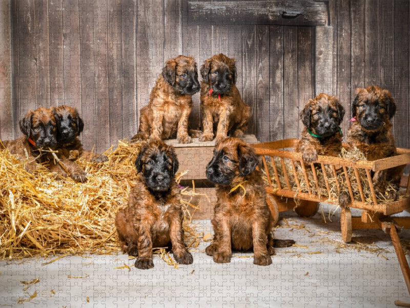 Scheunenfest - CALVENDO Foto-Puzzle'
