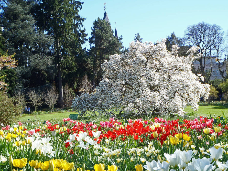 Tulpenblüte im Sichtungsgarten Hermannshof in Weinheim an der Bergstraße - CALVENDO Foto-Puzzle'