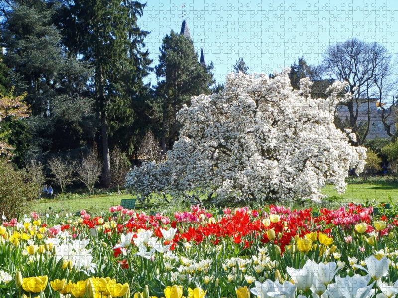 Tulpenblüte im Sichtungsgarten Hermannshof in Weinheim an der Bergstraße - CALVENDO Foto-Puzzle'