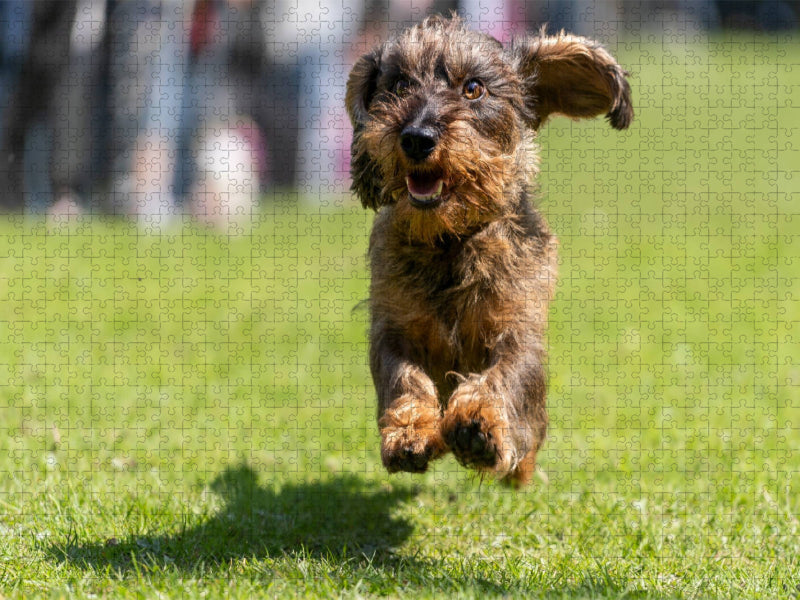 Dackel im Flug - CALVENDO Foto-Puzzle'
