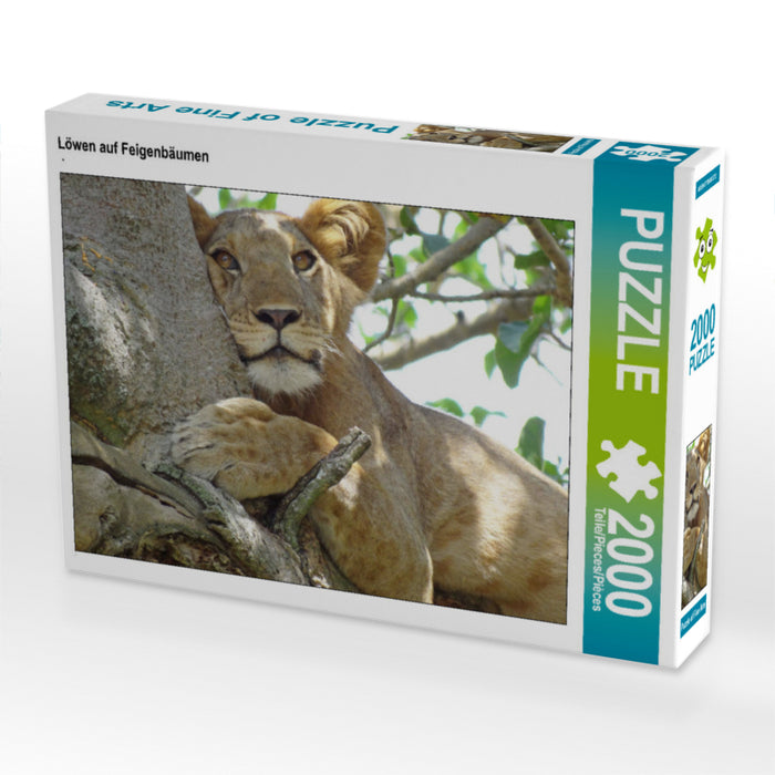 Löwen auf Feigenbäumen 2000 Teile Puzzle quer - CALVENDO Foto-Puzzle'