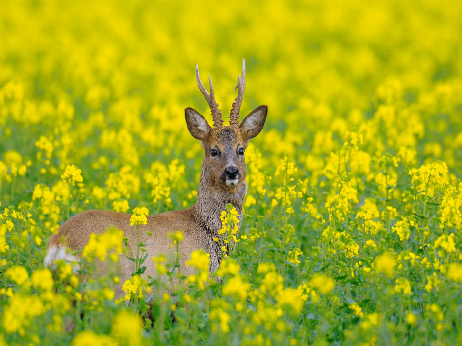 Rehbock in einem Rapsfeld - CALVENDO Foto-Puzzle'