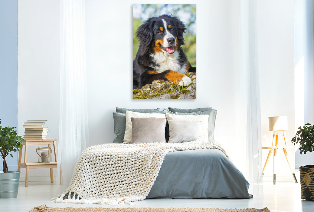 Toile textile premium Toile textile premium 80 cm x 120 cm de hauteur Un jeune chien tout doux 