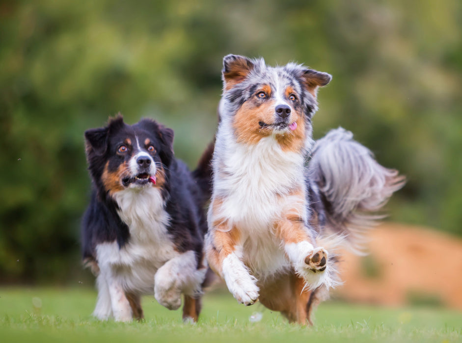 zwei Australian Shepherd in Action 2000 Teile Puzzle quer - CALVENDO Foto-Puzzle'