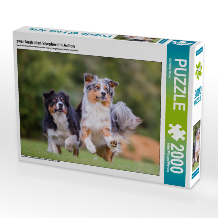 zwei Australian Shepherd in Action 2000 Teile Puzzle quer - CALVENDO Foto-Puzzle'